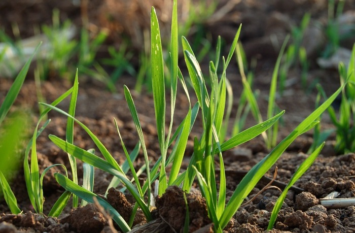 冬前隻要(yào)抓好(hǎo)這(zhè)3點，小(xiǎo)麥苗壯産量高(gāo)，速看(kàn)司普沃這(zhè)篇文(wén)章(zhāng)