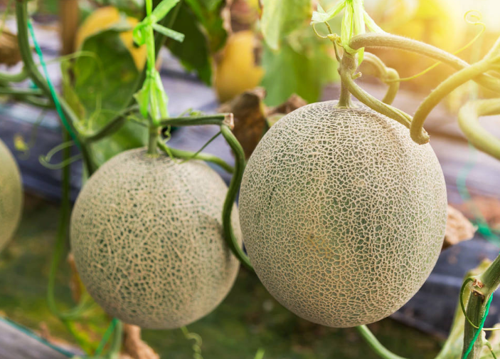 哈密瓜挂果後，如(rú)何管理(lǐ)才能(néng)增收？速看(kàn)司普沃這(zhè)篇文(wén)章(zhāng)
