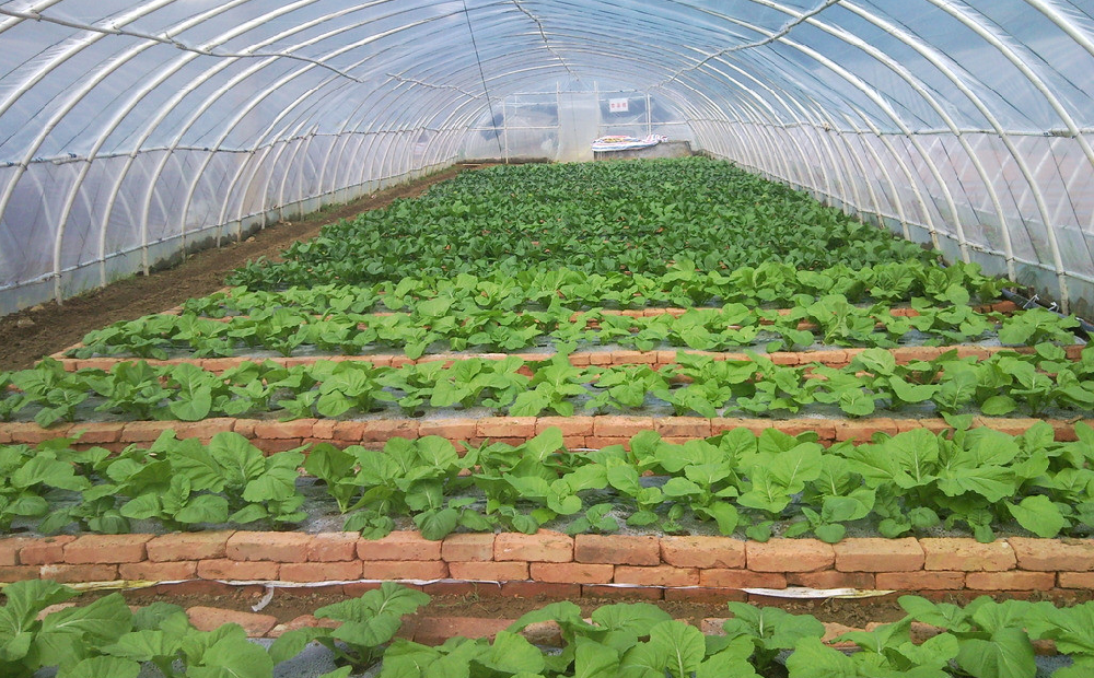 棚室蔬菜發生(shēng)肥害，經濟收益暴跌！司普沃來(lái)告訴您有(yǒu)效預防措施