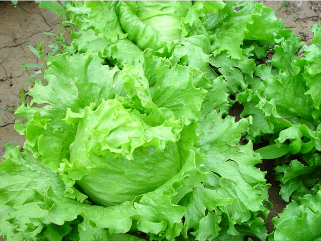 結球生(shēng)菜不(bù)結球？愁壞農(nóng)戶！司普沃邀您一(yī)起找原因