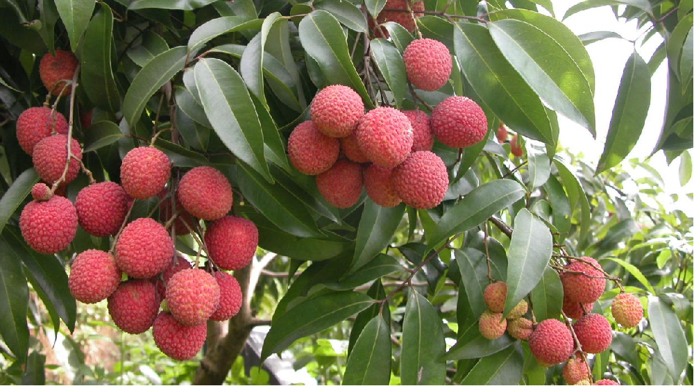 荔枝的(de)花(huā)芽分(fēn)化(huà)階段，如(rú)何管理(lǐ)水(shuǐ)肥？司普沃告訴您