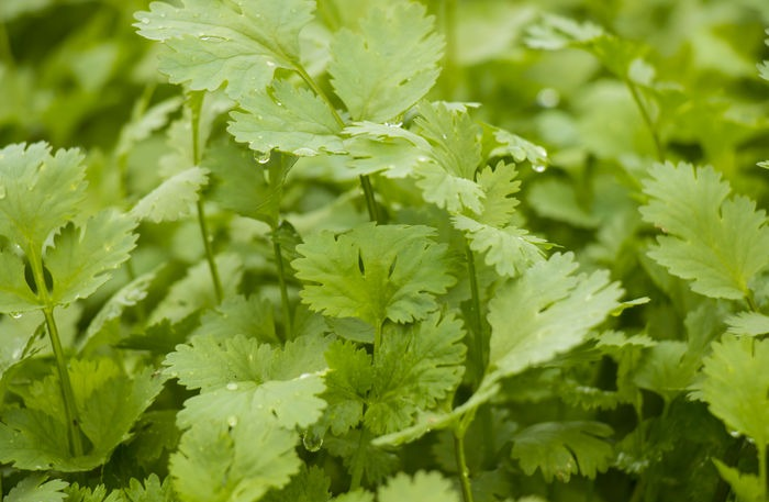 香菜産量高(gāo)不(bù)高(gāo)，就(jiù)看(kàn)水(shuǐ)肥管理(lǐ)好(hǎo)不(bù)好(hǎo)，速看(kàn)司普沃這(zhè)篇文(wén)章(zhāng)