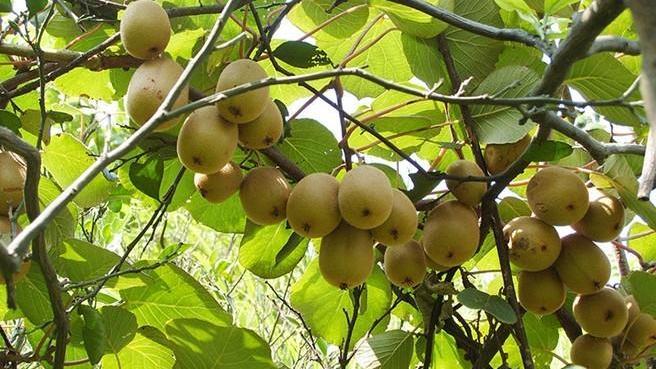 猕猴桃果園防凍及補救措施都(dōu)有(yǒu)哪些(xiē)呢(ne)？速看(kàn)司普沃這(zhè)篇文(wén)章(zhāng)