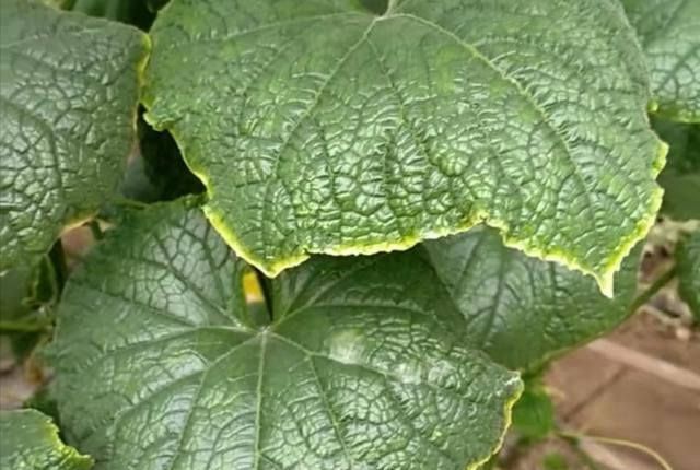 黃(huáng)瓜“鑲了(le)金(jīn)邊”，這(zhè)是(shì)什(shén)麽原因？司普沃來(lái)教您有(yǒu)效解決