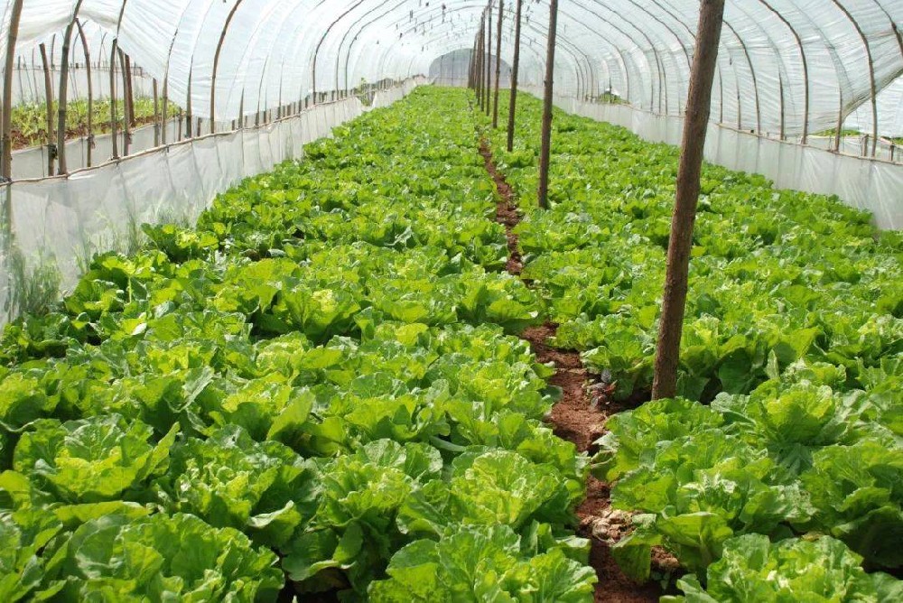 冬季蔬菜生(shēng)長(cháng)緩慢(màn)，這(zhè)該怎麽辦？司普沃來(lái)幫您