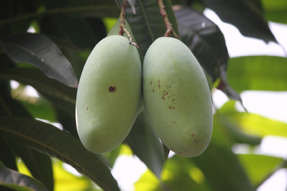 芒果補鈣竟這(zhè)麽重要(yào)，你(nǐ)補鈣了(le)嗎(ma)？司普沃提醒大(dà)家(jiā)要(yào)給芒果補鈣了(le)