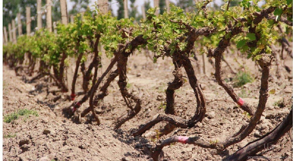 種葡萄卻對(duì)葡萄根系不(bù)了(le)解，能(néng)種好(hǎo)嗎(ma)？司普沃邀您一(yī)起來(lái)暢聊