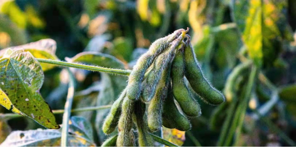 作(zuò)物(wù)為(wèi)什(shén)麽會(huì)凍傷？被凍傷後再預防有(yǒu)效嗎(ma)？與司普沃一(yī)起來(lái)探討(tǎo)