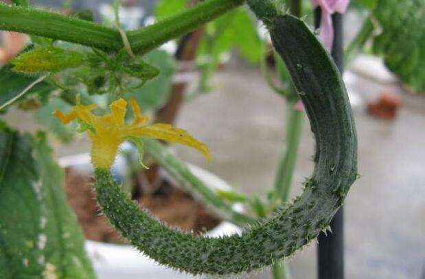 黃(huáng)瓜中後期早衰現(xiàn)象多(duō)發，如(rú)何來(lái)防治，司普沃告訴您