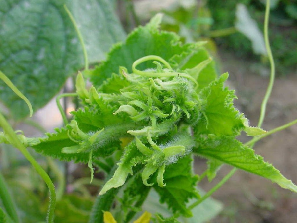 黃(huáng)瓜出現(xiàn)花(huā)打頂？怎麽辦？司普沃這(zhè)5種辦法可(kě)補救