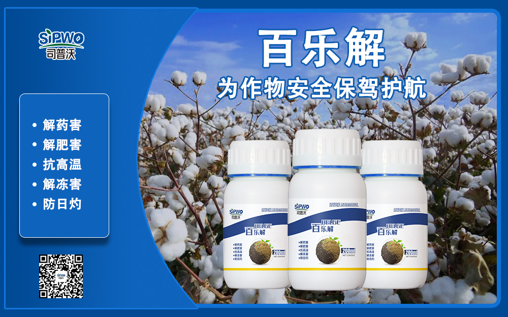 棉花(huā)百樂(yuè)解1-1.jpg