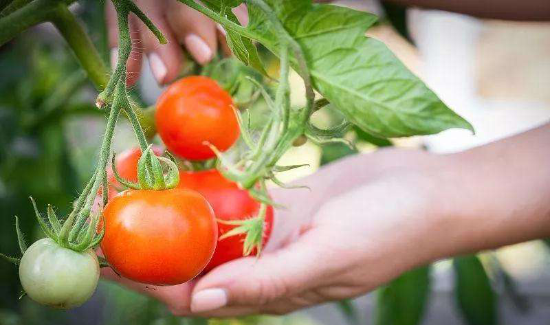 番茄死苗爛棵原因分(fēn)析及對(duì)策，速看(kàn)司普沃這(zhè)篇文(wén)章(zhāng)