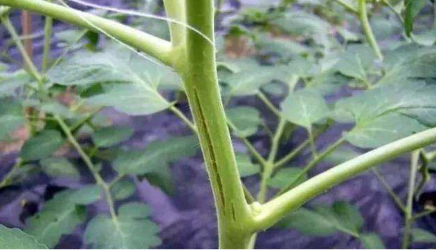 番茄嫩莖開(kāi)裂，糟糕的(de)事(shì)情發生(shēng)了(le)，怎樣來(lái)預防它