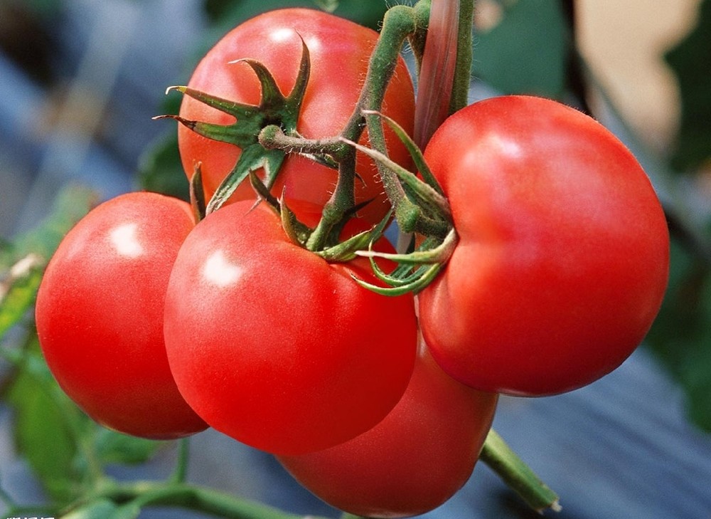 番茄上(shàng)色難嗎(ma)？真不(bù)難，這(zhè)篇文(wén)章(zhāng)保準有(yǒu)用(yòng)