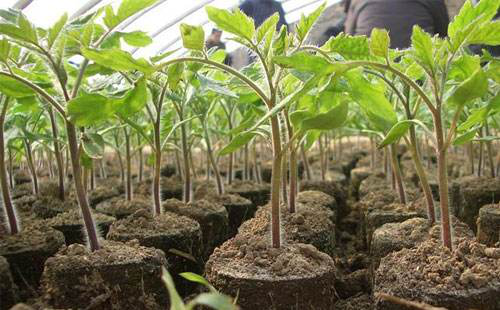 番茄苗期徒長(cháng)，你(nǐ)的(de)預防措施，對(duì)嗎(ma)…