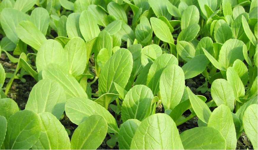 小(xiǎo)白(bái)菜長(cháng)得(de)好(hǎo)不(bù)好(hǎo)，關鍵看(kàn)這(zhè)4點，簡單又(yòu)高(gāo)産