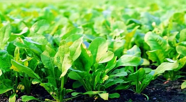 葉面追肥要(yào)用(yòng)到(dào)點上(shàng)，才能(néng)起到(dào)*大(dà)效果，勿做(zuò)無用(yòng)功