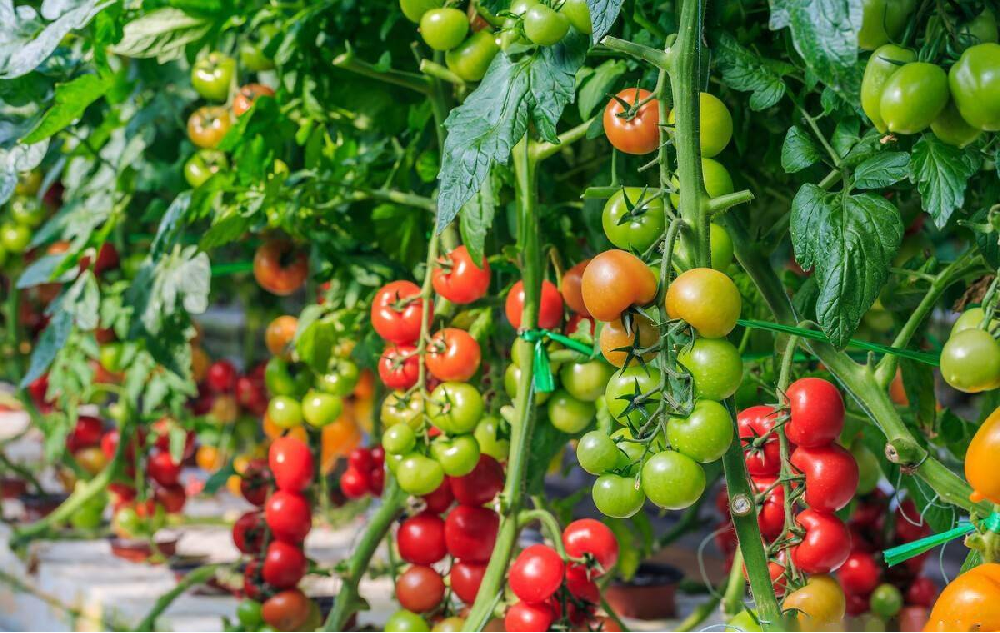 種植中為(wèi)什(shén)麽要(yào)施用(yòng)鈣硼肥，鈣硼肥很(hěn)重要(yào)嗎(ma)？一(yī)起來(lái)看(kàn)答(dá)案