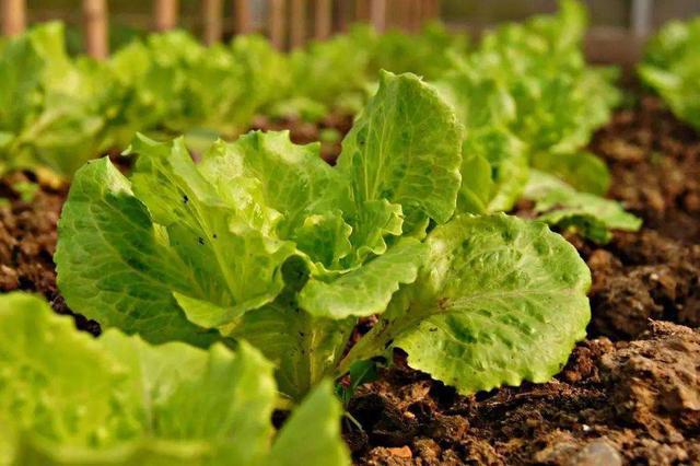 【注意】蔬菜種植中葉片容易發黃(huáng)，這(zhè)3方面問(wèn)題要(yào)注意了(le)