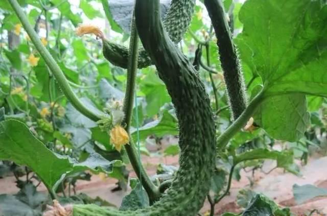 黃(huáng)瓜主莖不(bù)生(shēng)長(cháng)，是(shì)怎麽回事(shì)？要(yào)如(rú)何解決