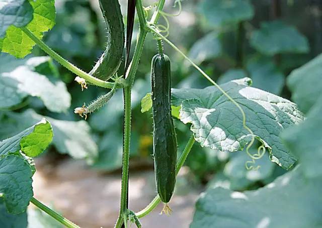 黃(huáng)瓜結瓜盛期歇茬了(le)，什(shén)麽原因，如(rú)何治