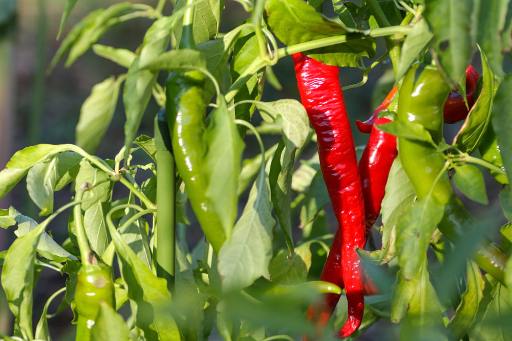 辣椒出現(xiàn)落花(huā)落果，原因和(hé)防治方法來(lái)了(le)，速看(kàn)