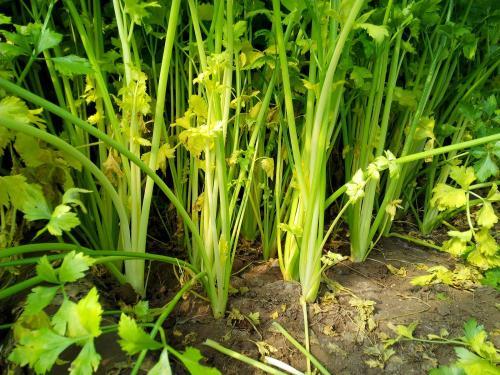 芹菜根系差，小(xiǎo)老(lǎo)苗現(xiàn)象嚴重，速查原因和(hé)解決方法