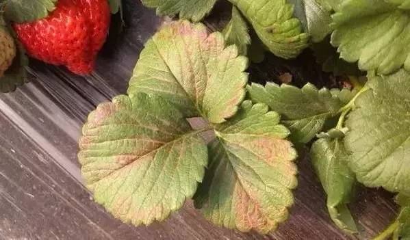 草(cǎo)莓葉片發紅(hóng)，不(bù)容忽視(shì)，看(kàn)看(kàn)怎麽防治