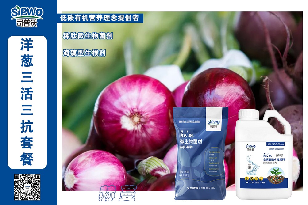 掌握這(zhè)幾點洋蔥高(gāo)産栽培技(jì)術(shù)，産量翻一(yī)番