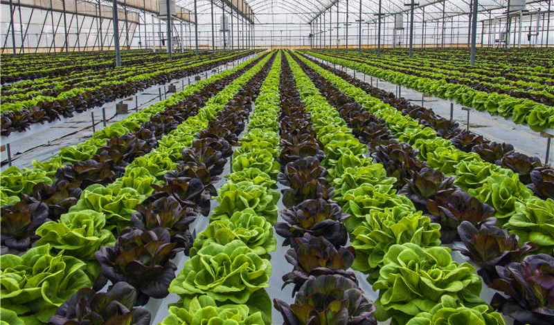 【速看(kàn)】低(dī)溫環境下(xià)，蔬菜定植要(yào)注意什(shén)麽