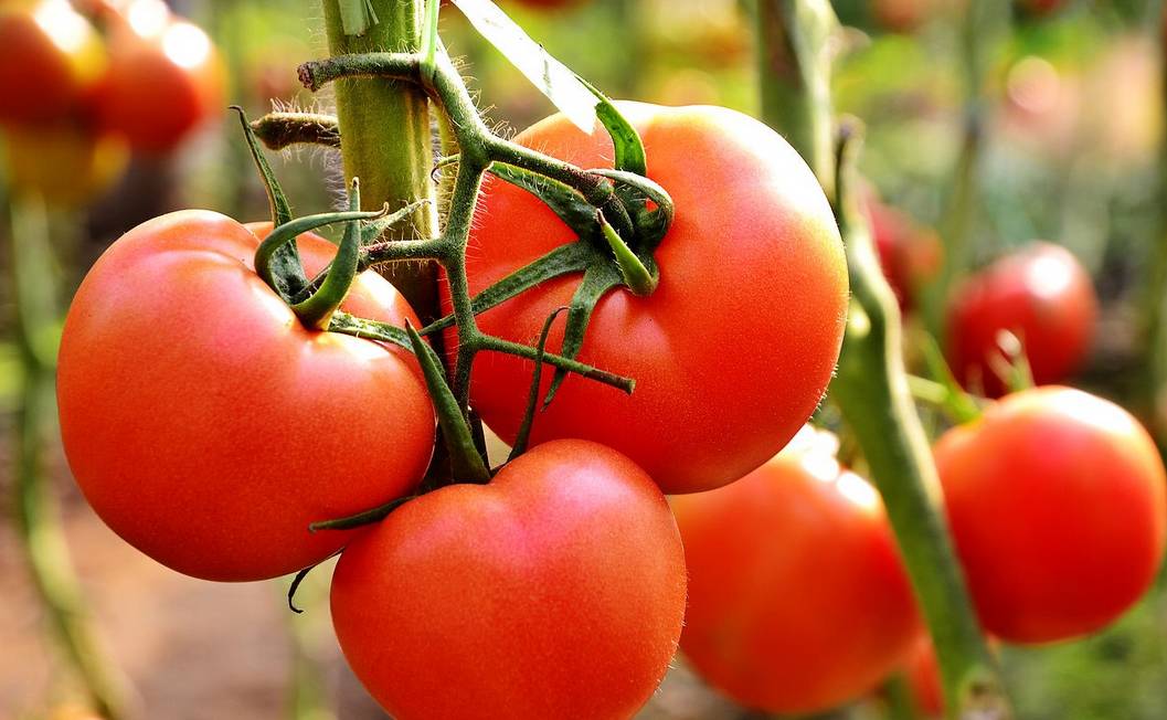 1642124982880855.jpeg 番茄3.jpeg