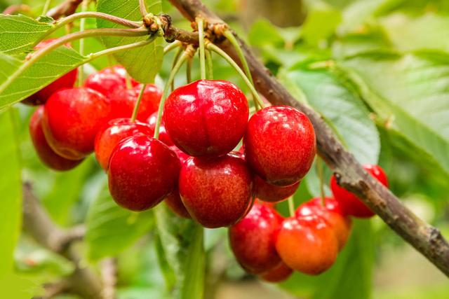 櫻桃死樹(shù)現(xiàn)象嚴重，是(shì)什(shén)麽原因，如(rú)何防治