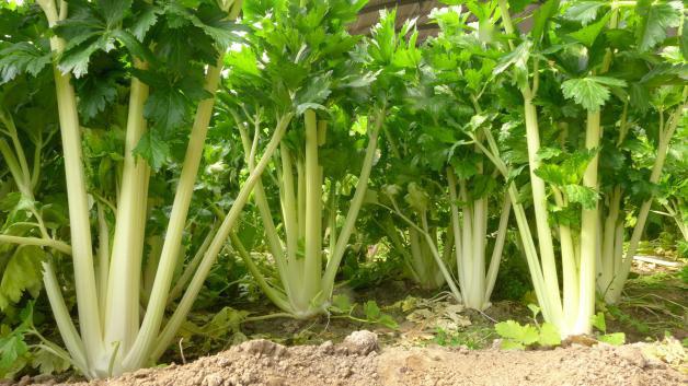 預防芹菜空(kōng)心開(kāi)裂的(de)方法，找到(dào)了(le)，速來(lái)觀看(kàn)