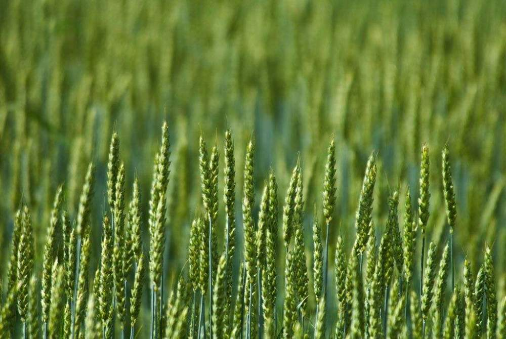 小(xiǎo)麥春季如(rú)何追肥更高(gāo)效？快(kuài)來(lái)看(kàn)，這(zhè)裡(lǐ)已經為(wèi)您準備好(hǎo)了(le)