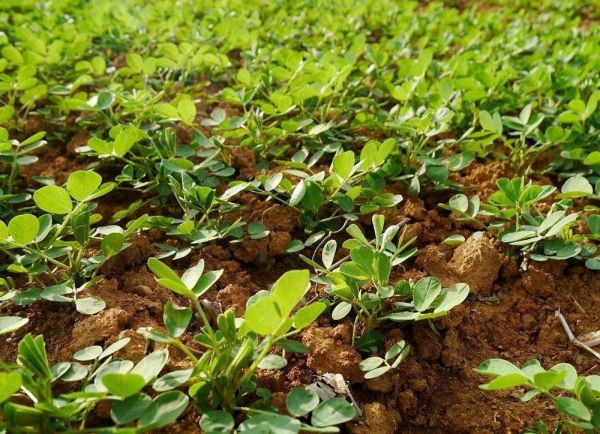 花(huā)生(shēng)種植時(shí)間(jiān)及種植方法