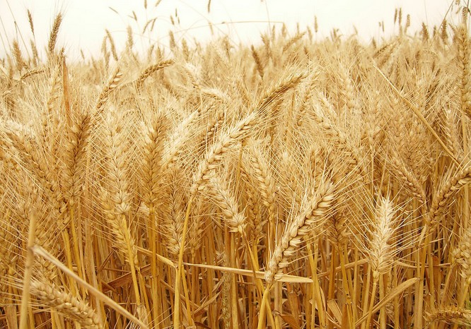 小(xiǎo)麥根腐病是(shì)什(shén)麽原因導緻的(de)？應該怎樣管理(lǐ)呢(ne)？