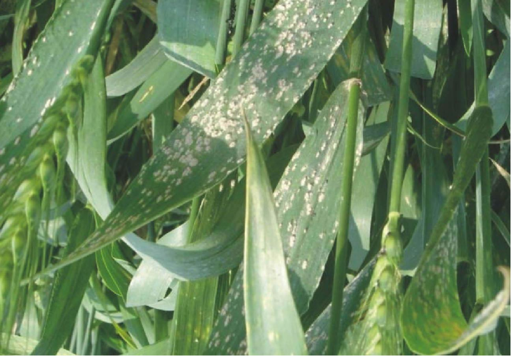 小(xiǎo)麥葉面出現(xiàn)白(bái)色黴點，原因和(hé)預防方法來(lái)了(le)