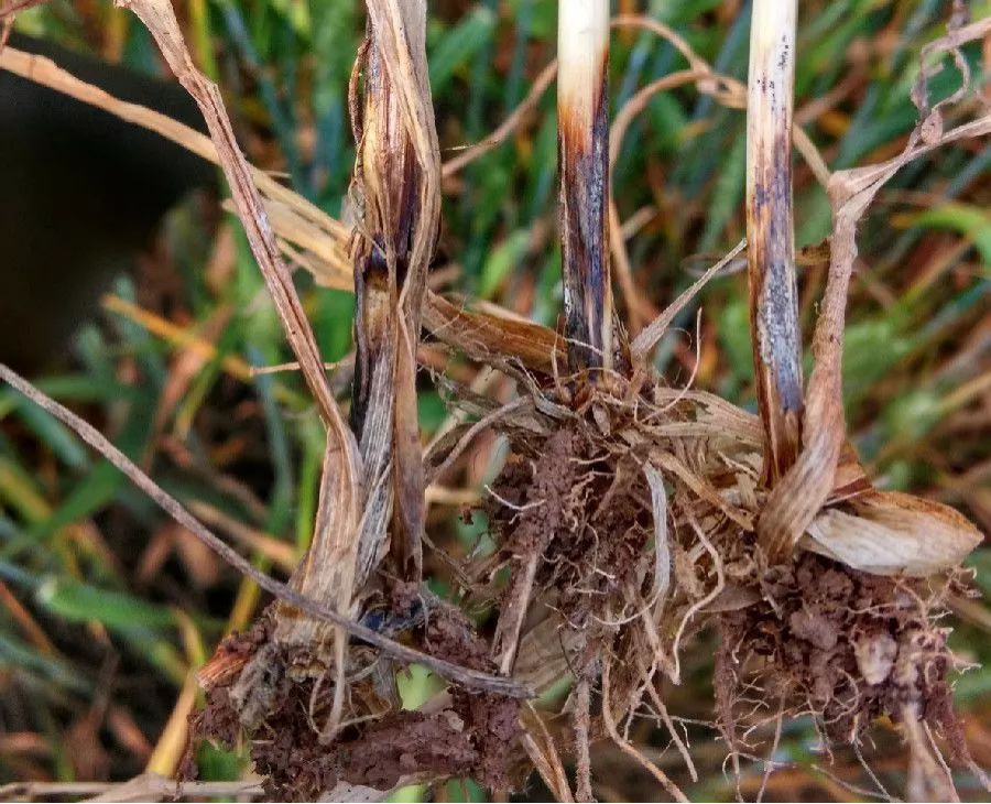 小(xiǎo)麥全蝕病發病症狀及防治措施