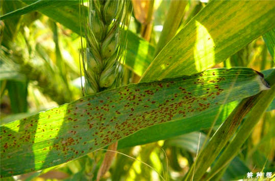 小(xiǎo)麥長(cháng)“鐵(tiě)鏽”了(le)？這(zhè)到(dào)底是(shì)為(wèi)什(shén)麽呢(ne)?