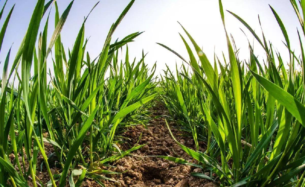 小(xiǎo)麥土(tǔ)傳性病害綜合防治措施