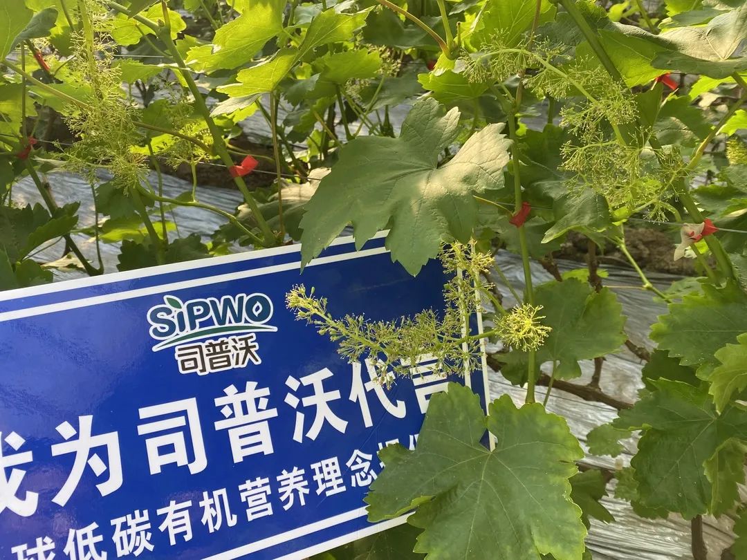 1645409832170264.jpg 葡萄葉子(zǐ)2.jpg