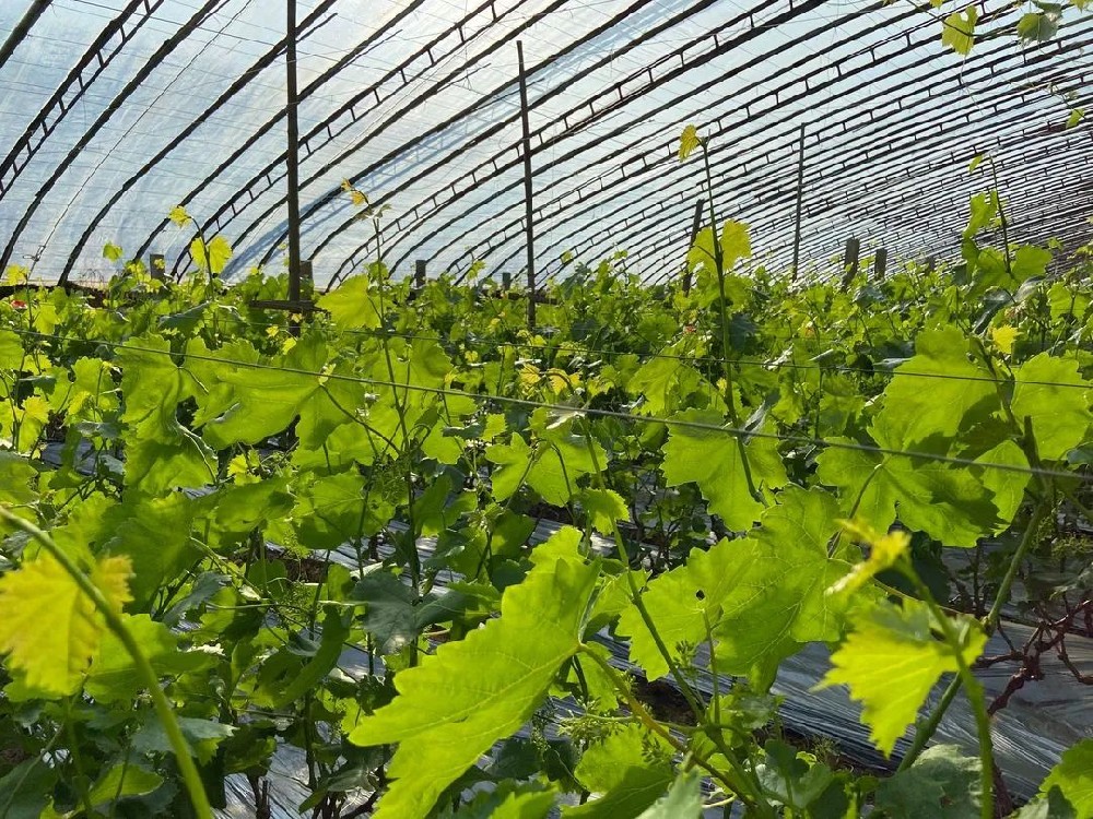 葡萄春管謹記這(zhè)些(xiē)要(yào)點！促進葡萄豐産！