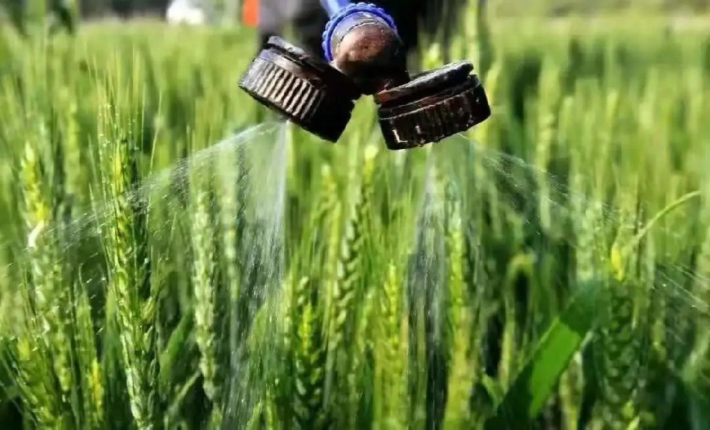 如(rú)何科(kē)學施用(yòng)葉面肥？種植戶可(kě)長(cháng)點心！