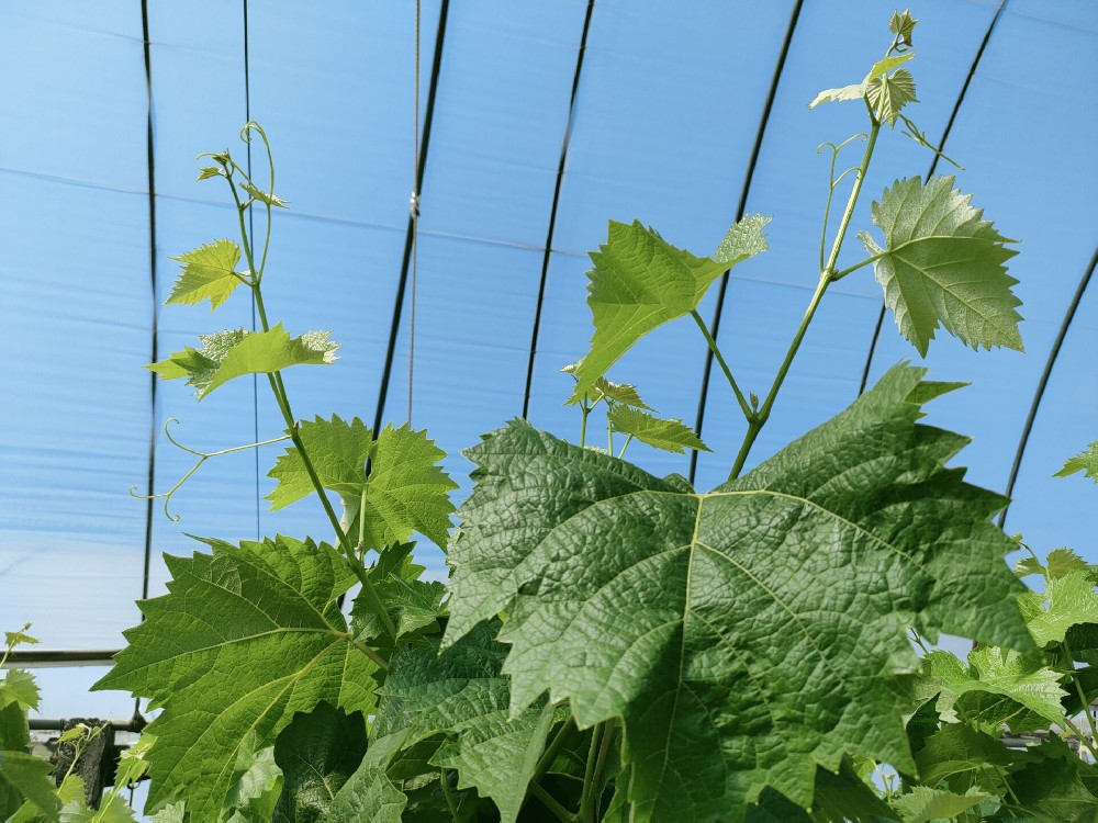 司普沃進口水(shuǐ)溶肥——陽光(guāng)玫瑰效果初展示