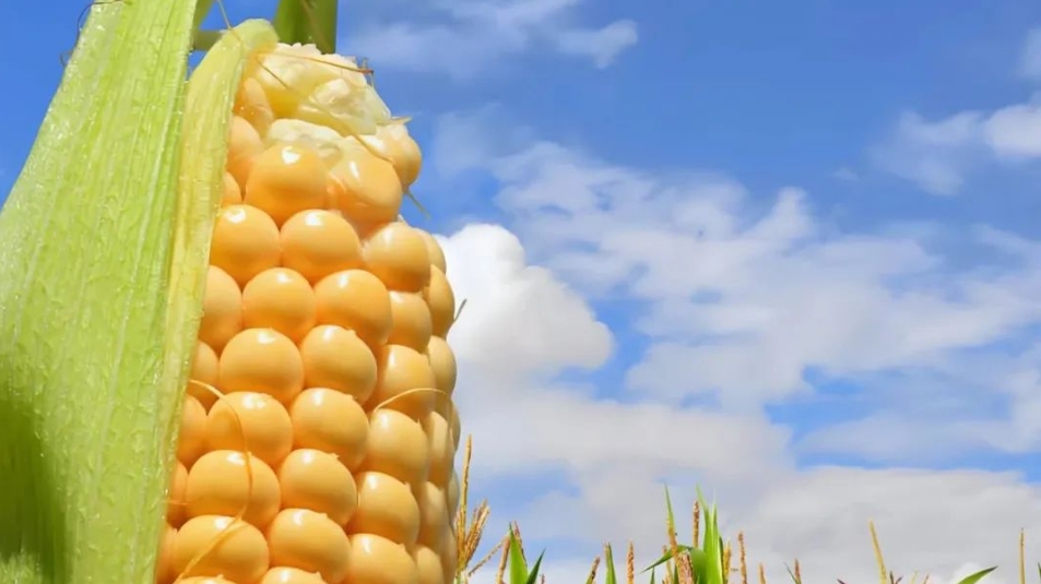 一(yī)年(nián)生(shēng)作(zuò)物(wù)根系發育全程解析：從(cóng)播種到(dào)成熟的(de)關鍵節點與施肥策略