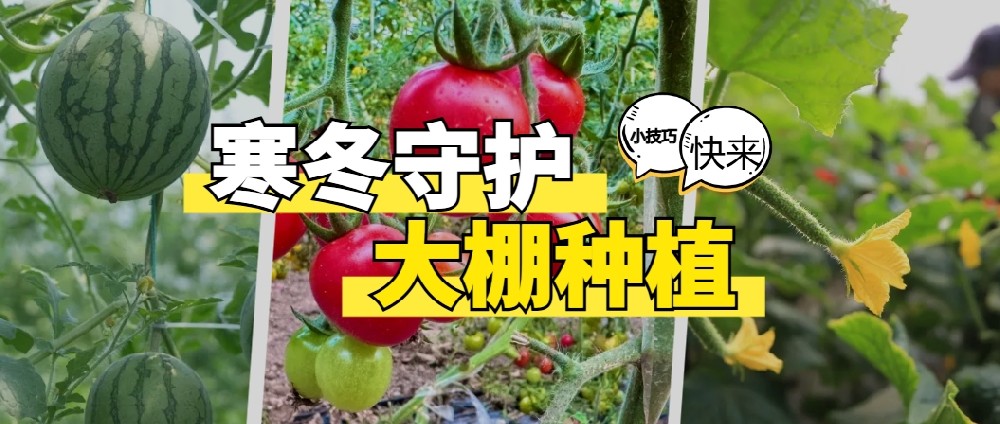 寒冬守護：大(dà)棚種植管理(lǐ)的(de)科(kē)學小(xiǎo)技(jì)巧