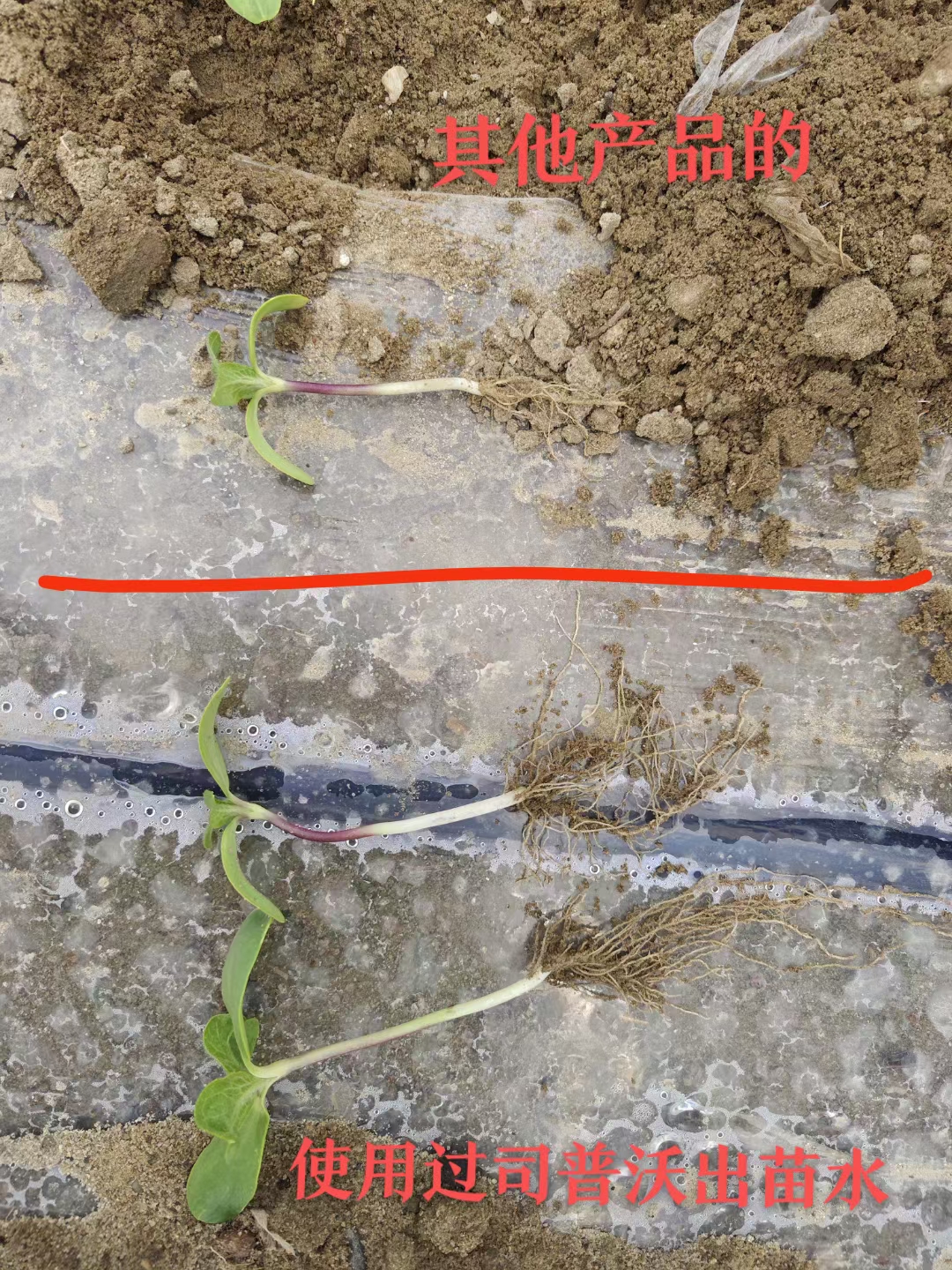 種地(dì)也(yě)有(yǒu)“秘密武器(qì)”？司普沃三活三抗套餐來(lái)揭秘！